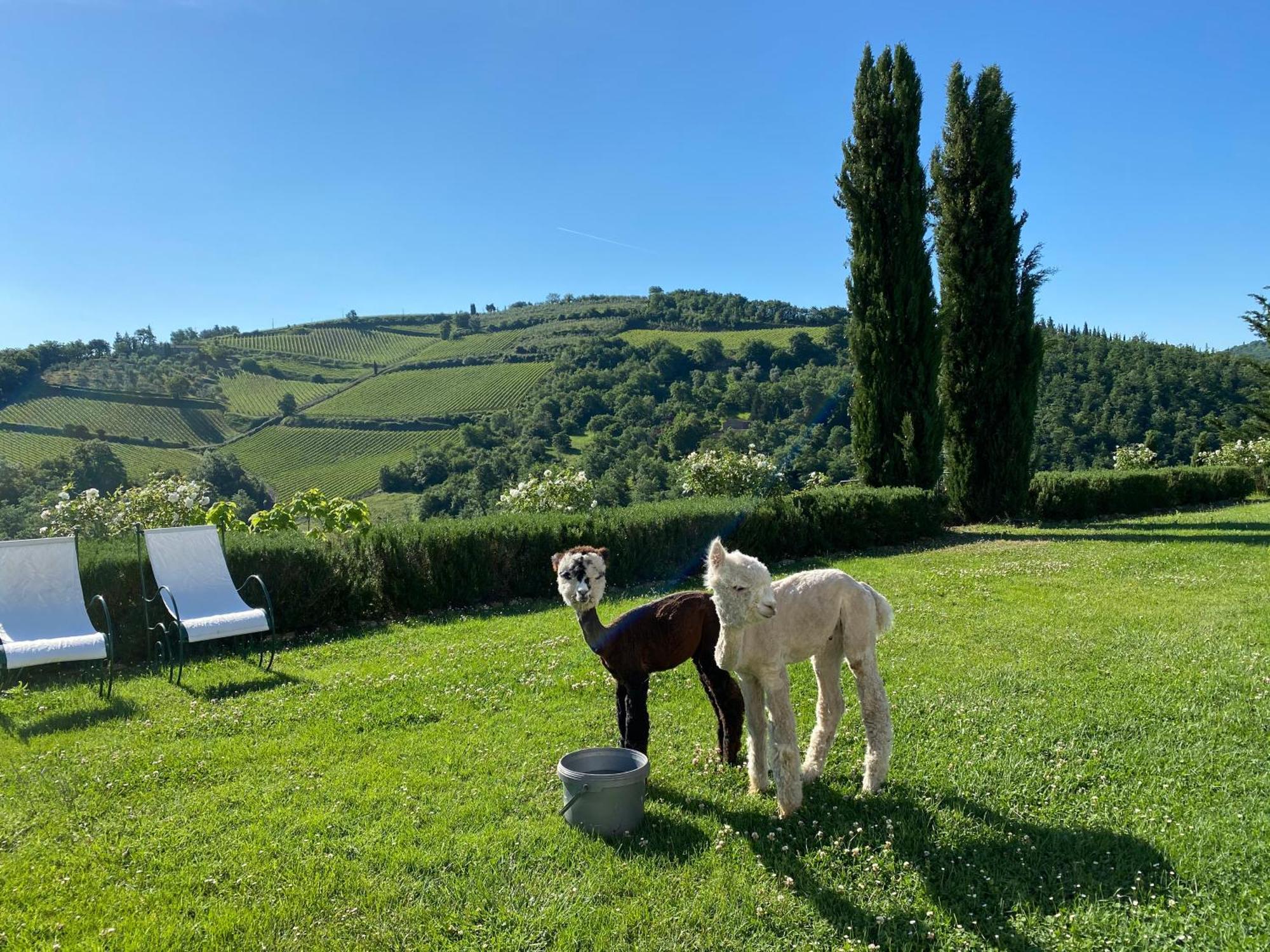 Villa Rignana Chianti Estate, Pool, Tennis,Cook 基安蒂格雷夫 外观 照片